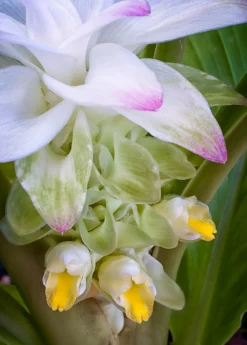 Turmeric, Orange (Curcuma Longa) -Sow Exotic Shop turmeric flower