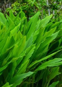 Turmeric, Orange (Curcuma Longa) -Sow Exotic Shop turmeric foliage