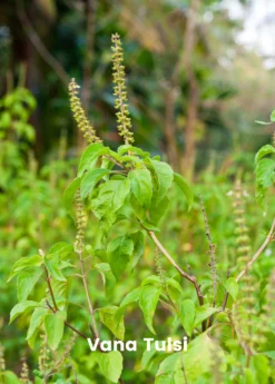 Adaptogen Herb Bundle: Gotu Kola, Skullcap, Ashwagandha, Tulsi -Sow Exotic Shop vana tulsi plant for sale SowExotic.com