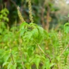 Tulsi 'Vana' (Ocimum Gratissimum)