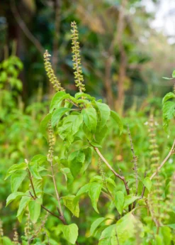 Tulsi 'Vana' (Ocimum Gratissimum)