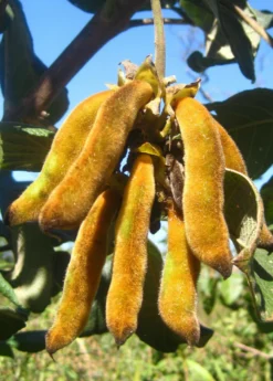 Velvet Bean (Mucuna Pruriens) 10 Velvet Bean (Mucuna Pruriens) -Sow Exotic Shop velvet bean mucana pruriens