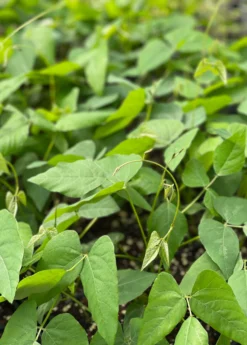 Velvet Bean (Mucuna Pruriens) 9 Velvet Bean (Mucuna Pruriens) -Sow Exotic Shop velvetbeanPlantSowExotic
