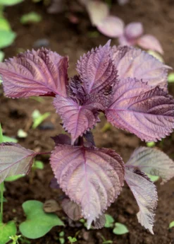 Vietnamese Perilla, Lá Tía Tô (Perilla Frutescens) -Sow Exotic Shop vietnamese perilla plants for sale SowExotic.com