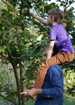 Guava, Wild Florida (Psidium Guajava) -Sow Exotic Shop wildfloridaguavasowexoticnursery