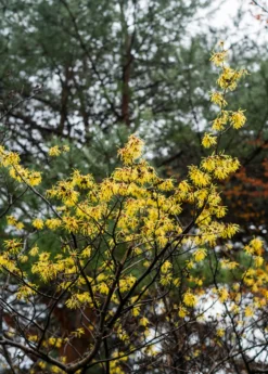 Witch-hazel (Hamamelis Virginiana)