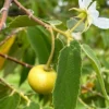 Strawberry Tree, Yellow (Muntingia Calabura)