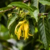 Ylang Ylang (Cananga Odorata)