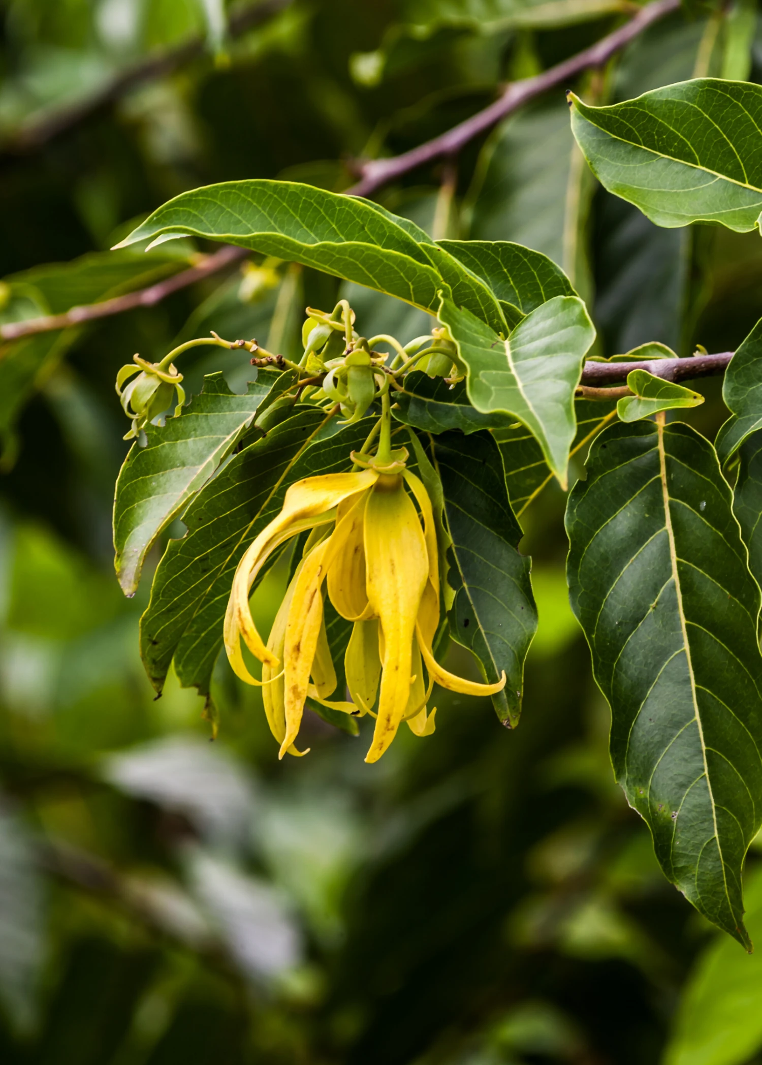 Ylang Ylang (Cananga Odorata) 1 Ylang Ylang (Cananga Odorata)