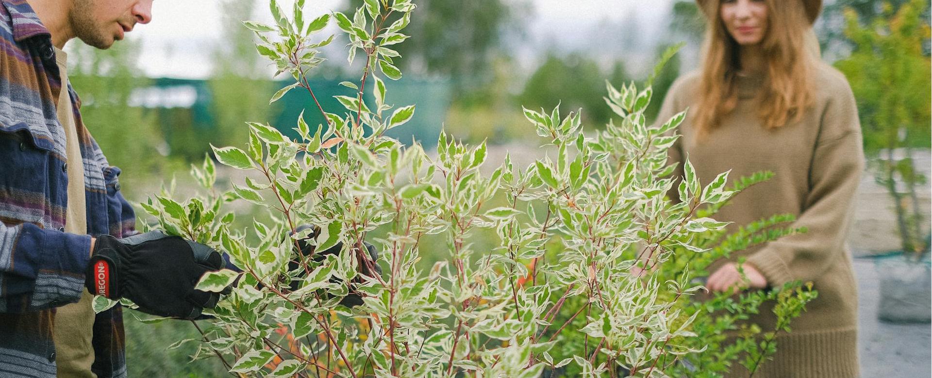 Sow Exotic Shop -Sow Exotic Shop pexels shvetsa 5230925